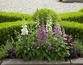 Digitalis Dalmatian Rose (Foxglove)