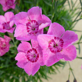 Dianthus Mountain Frost™ Pink Carpet