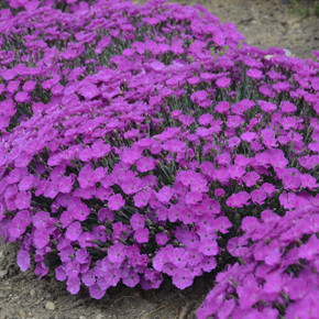 Dianthus Paint the Town Fuchsia