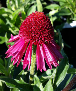 Echinacea Delicious Candy (Coneflower)