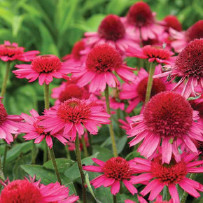 Echinacea Delicious Candy (Coneflower)