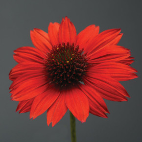 Echinacea Sombrero® Salsa Red (Coneflower)