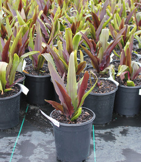 Eucomis Sparkling Burgundy (Pineapple Lily)