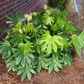 Fatsia japonica