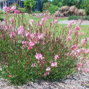 Gaura Siskiyou Pink