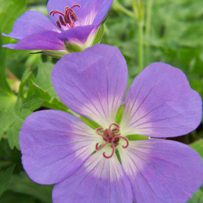 Geranium Rozanne (Cranesbill)