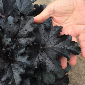 Heuchera Primo® Black Pearl