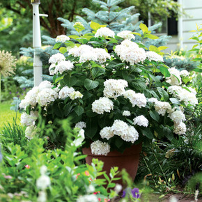 Hydrangea mac. Endless Summer® Blushing Bride