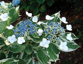 Hydrangea mac. Mariesii Variegata