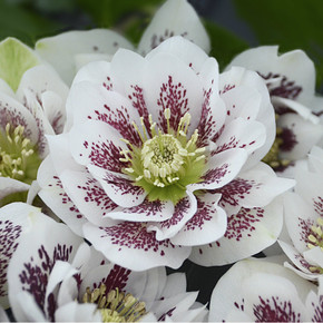 Helleborus Wedding Party® Confetti Cake