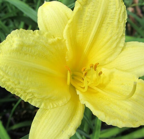 Hemerocallis Fragrant Returns (Daylily)