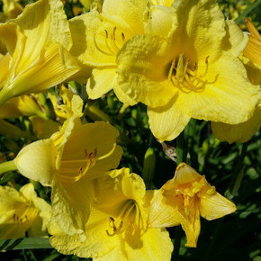 Hemerocallis Happy Returns (Daylily)