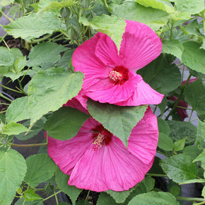 Hibiscus Luna Rose