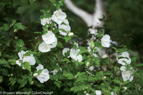 Hibiscus White Chiffon®