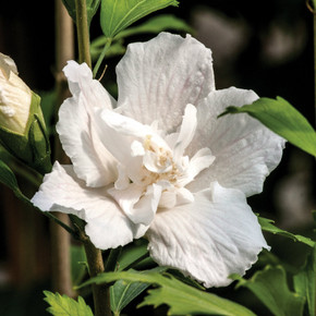 Hibiscus White Pillar®