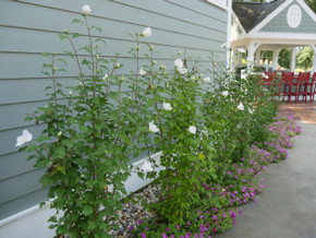 Hibiscus White Pillar®