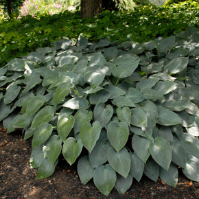 Hosta Halcyon