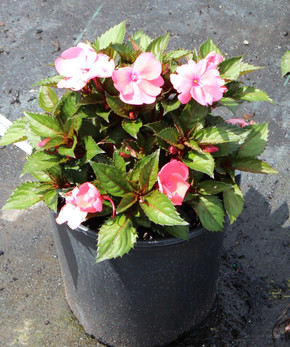 Impatiens SunPatiens® Compact Coral Pink