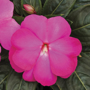 Impatiens Super Sonic® Hot Pink