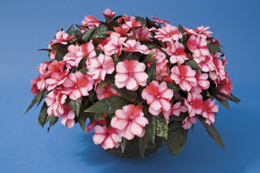 Impatiens Super Sonic® Sweet Cherry