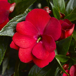 Impatiens Super Sonic® Red