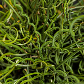 Juncus Curly Wurly (Corkscrew Rush)