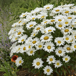 Leucanthemum Amazing Daisies® Daisy May®