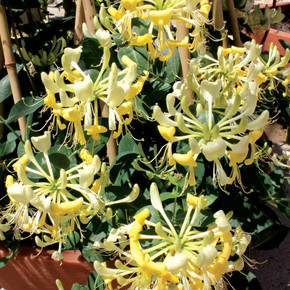 Lonicera Scentsation (Honeysuckle)