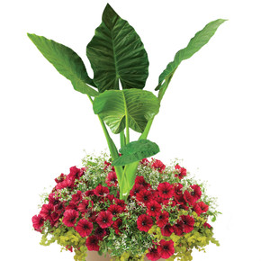 Tropical Cherry 16" Planter