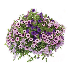 Purple Haze 12" Hanging Basket