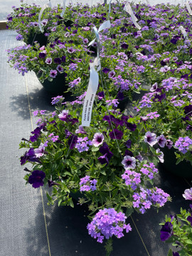 Purple Haze 12" Hanging Basket