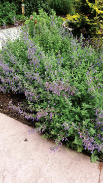 Cat's Pajamas Catmint, Johnson's Nursery