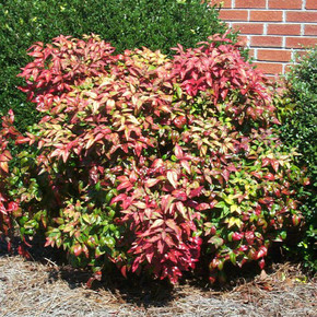 Nandina Firepower