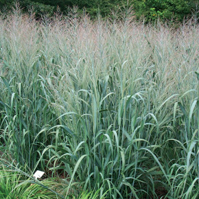 Panicum Dallas Blues (Blue Switch Grass)