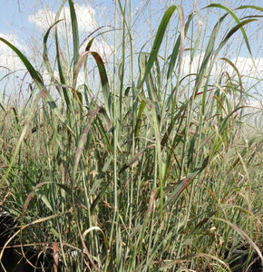 Panicum Heavy Metal (Blue Switch Grass)