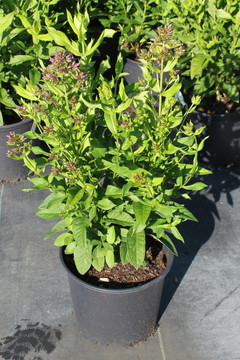 Phlox Peacock™ Cherry Red