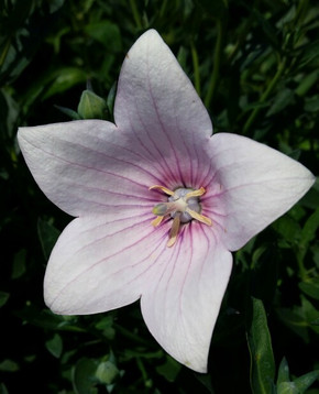 Platycodon Astra Pink (Balloon Flower) 