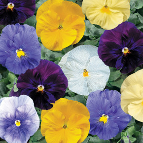 Pansy Delta™ Pure Colors Mix