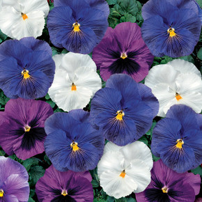 Pansy Delta™ Cool Water Mix