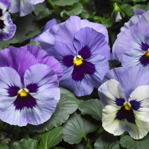 Pansy Delta™ Premium Marina