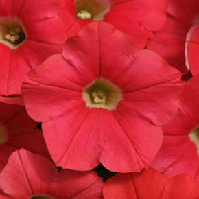 Petunia Shock Wave® Coral Crush