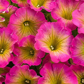 Petunia Supertunia® Daybreak Charm