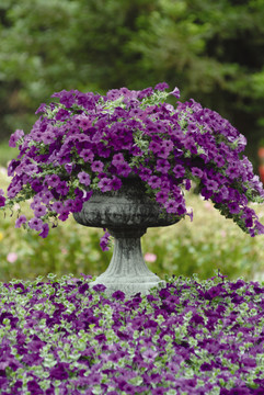 Petunia Easy Wave® Blue