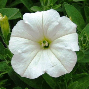 Petunia Easy Wave® White