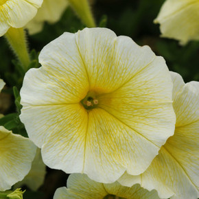 Petunia Easy Wave® Yellow