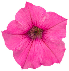 Petunia Supertunia® Mini Vista Hot Pink