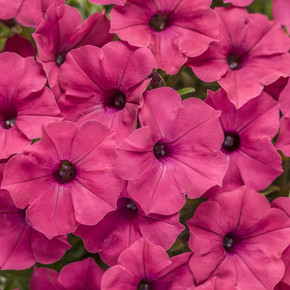 Petunia Supertunia Vista® Fuchsia