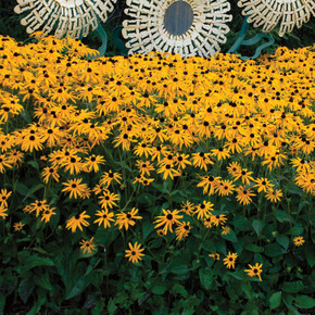 Rudbeckia Goldsturm (Black-Eyed Susan)