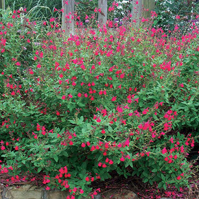 Salvia Maraschino (Autumn Sage)