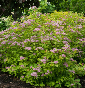 Spirea Double Play Big Bang®